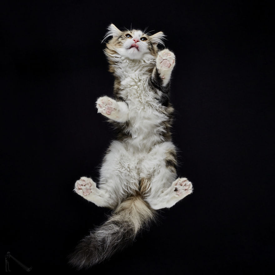 Under-cats 2. I Photograph Cats From Underneath