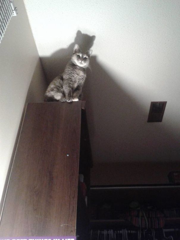 How My Cat Says Goodnight