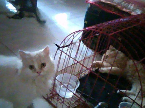 When Kitty First Time To Meet Her New Housemate...😊