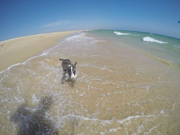 Nox's First Trip To The Beach. Unfortunately, I Wasn't Able To Go With Him Because I Was At Work, But Daddy Thought It Would Be Good For Him :)
