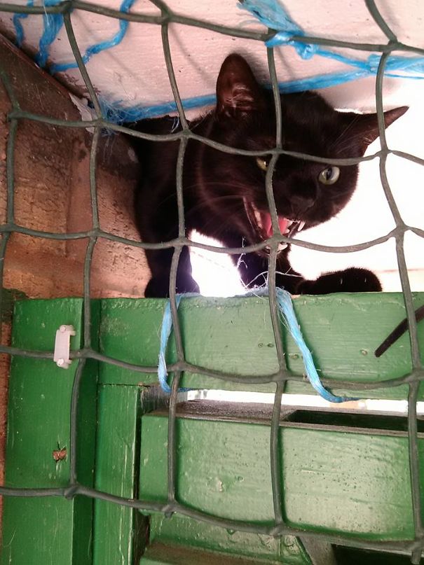 Don't Think The Neighbour Cat Likes Us