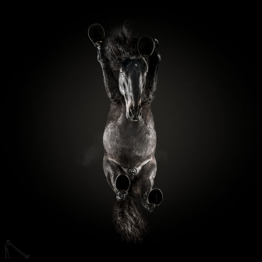 Under-horse: I Photograph Horses From Underneath