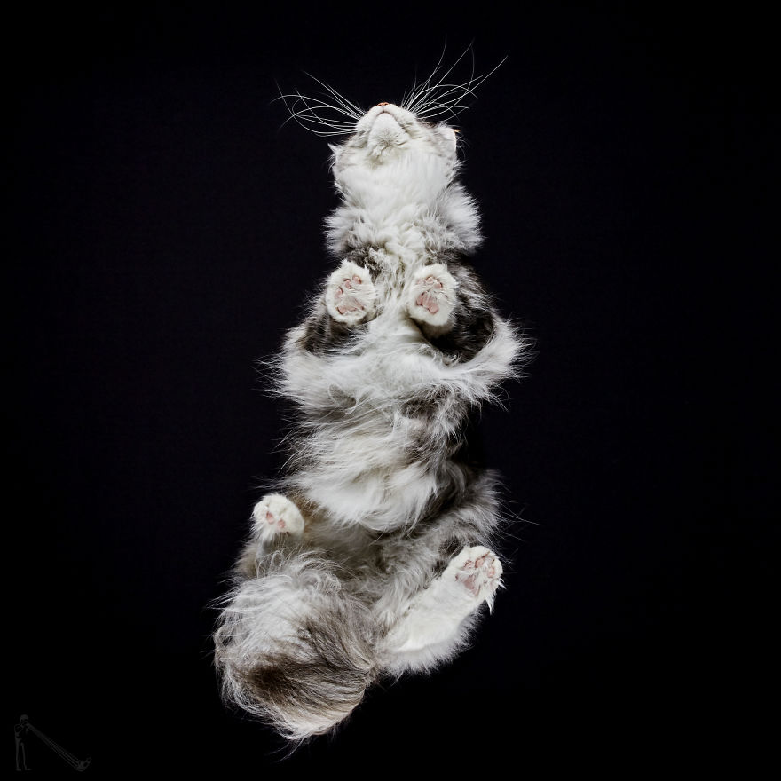 Under-cats 2. I Photograph Cats From Underneath