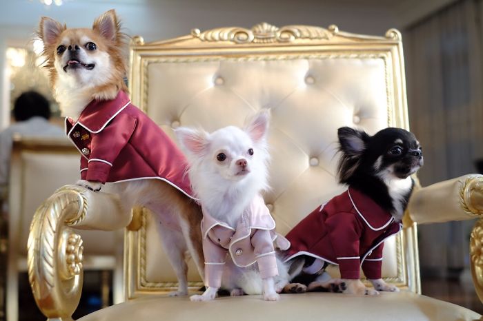 My Chair Is Taken Over By The Three Musketeers