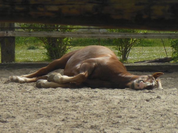 Gesmolten Paard ( Melted Horse)