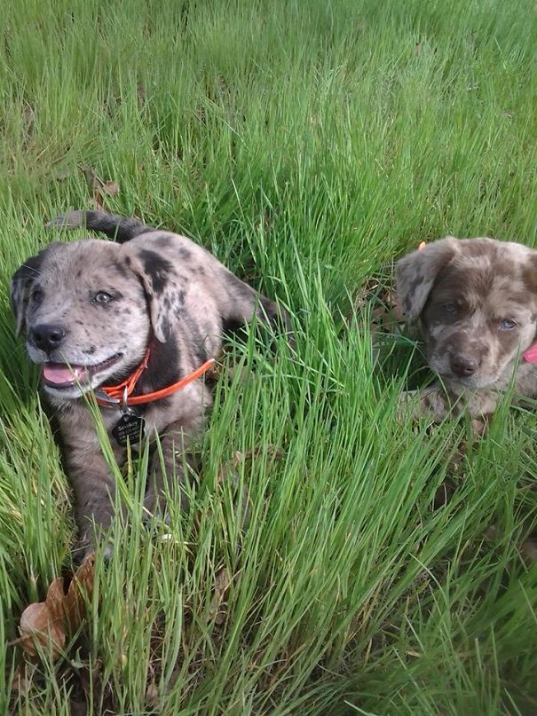 Our Rescues Enjoying Their First Day At Our Home!