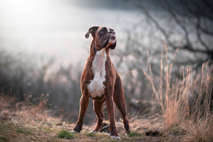 Meet Strawberry The Most Expressive Boxer Who Loves Hiking Meet Strawberry The Most Expressive Boxer Who Loves Hiking