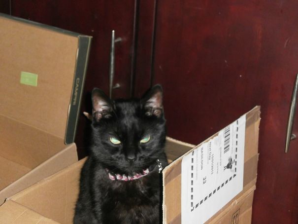Plotting In His 'thinking Box'