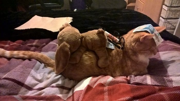 Annoying The Cat Is Pretty Much What I Live For