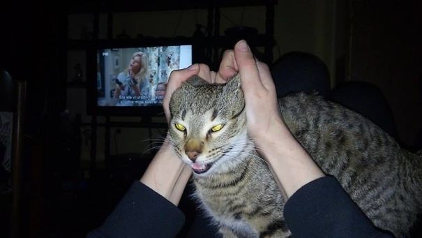 Tried To Make My Cat Smile Cute For Picture, Did Not Expected This...