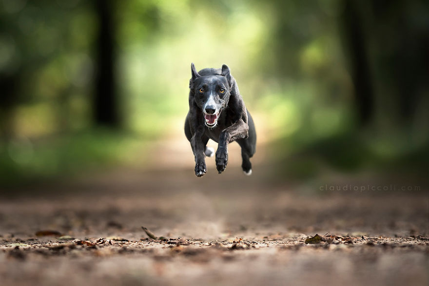 Flying Dog