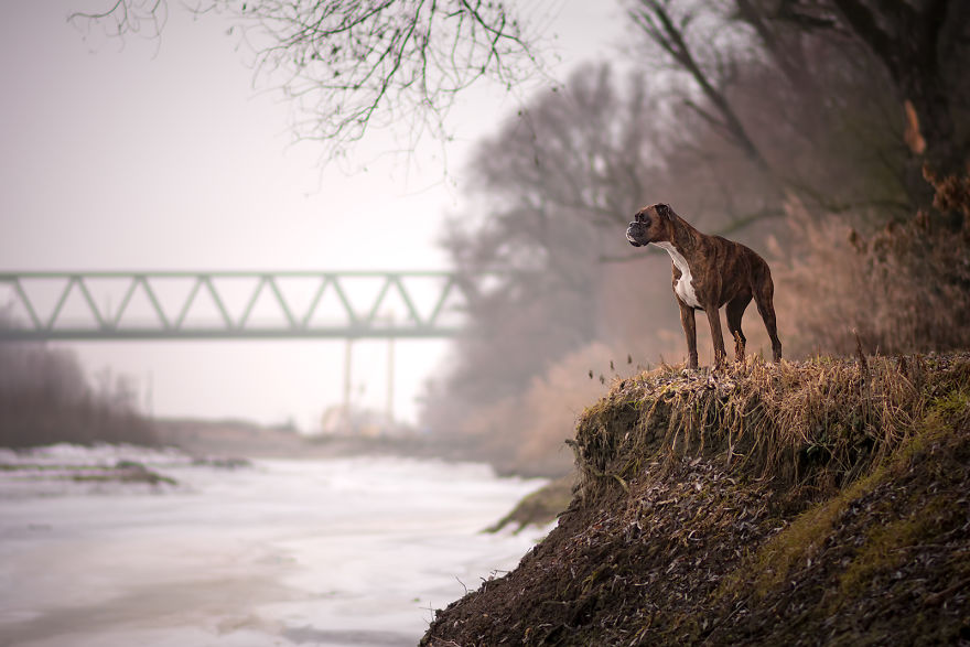 Meet Strawberry The Most Expressive Boxer Who Loves Hiking Meet Strawberry The Most Expressive Boxer Who Loves Hiking