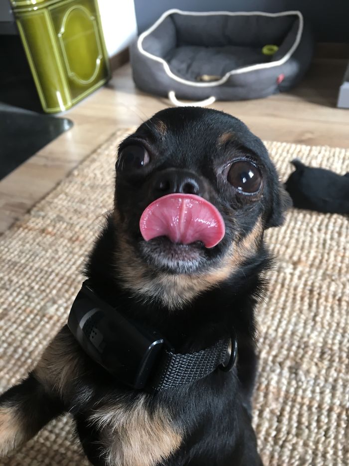 Batman The Chihuahua