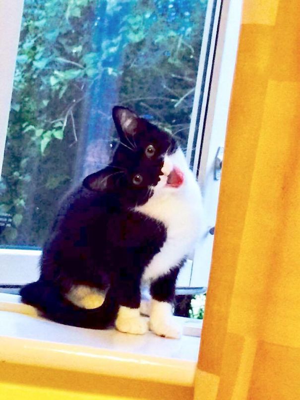 Houdini The Kitten After Poking Head Out Of The Window For The First Time And Breathing In The Great Outdoors