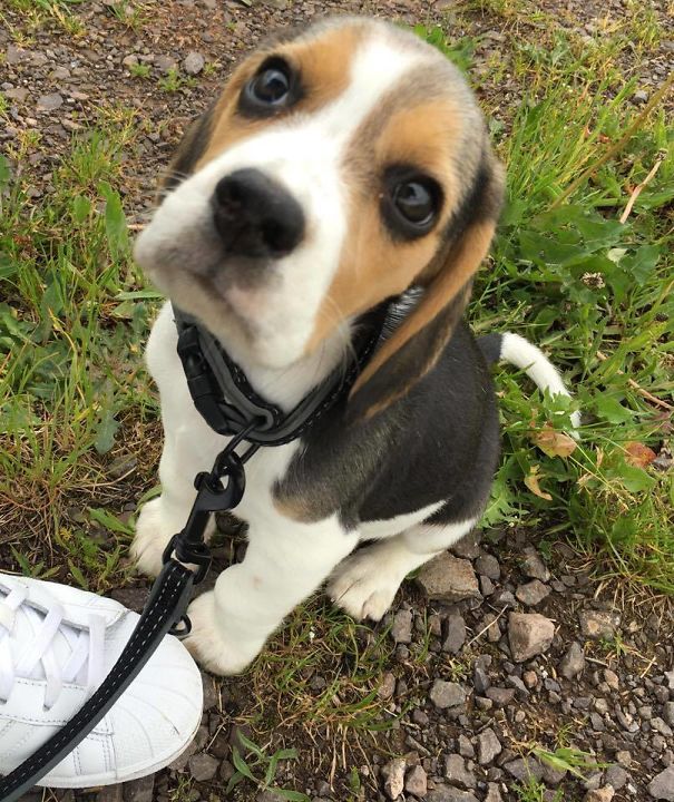 Ferdinand#s First Time To Go For A Walk....i Thin He Would Rather Go Home