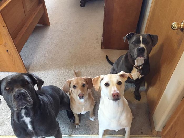 Our Vicious Babies With Our Two Non Vicious Babies