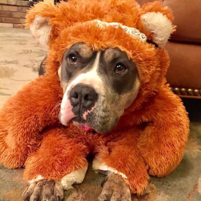 This Is Pretty Insensitive. There Are So Many People That Get Attacked By Pits. I Have One And I Know That They Are Really Great Dogs Most Of The Time But When They Do Attack It Ends In More Damage (Most Times) Because They Were Bred Not To Let Go