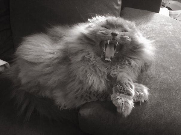 I Never Know Is She Bored And Sleepy Or Evil Laughing