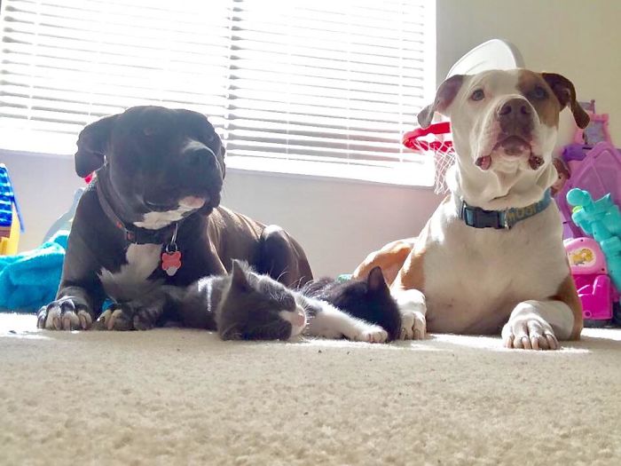 Just A Couple Of Vicious Pit Bulls With Two Little Kittens