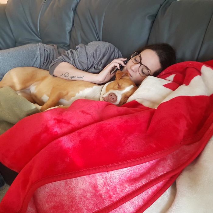 Illy The Pit Mix (Who Was Rescued From A Florida High Kill Shelter After Being Removed From A Backyard Where She Was Chained Up All The Time While Kids Threw Rocks At Her), Can Be Seen Here Attacking Me So Viciously On My Couch While She Was Visiting Me With My Brother Who Adopted Her.