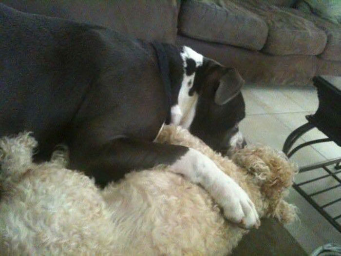 I Miss Mine Every Day. Had To Put Him Down After He Had Irreparable Nerve Damage. Still Miss You My Vicious Boy...