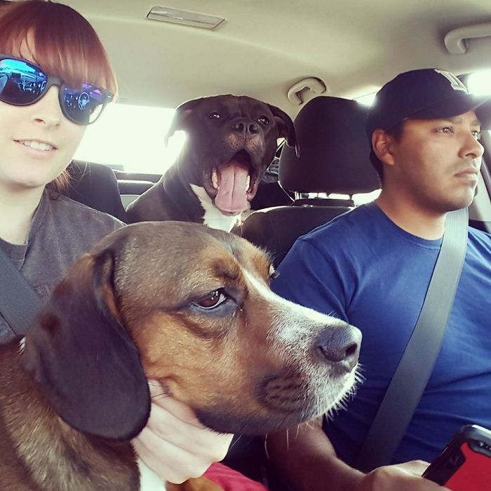 So Vicious You Can't Even Ride In A Car With Them!