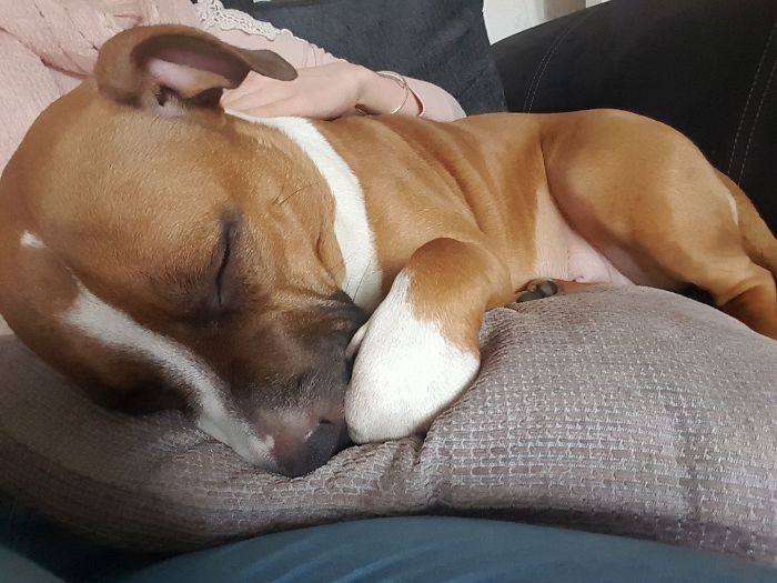 It Makes Me So Happy Seeing The Stigma Around Bull Breeds Crumble, My Staff Bella Is My Best Friend And Clearly She Is Super Vicious Also, Next Step Is To Remove All Bsl Laws