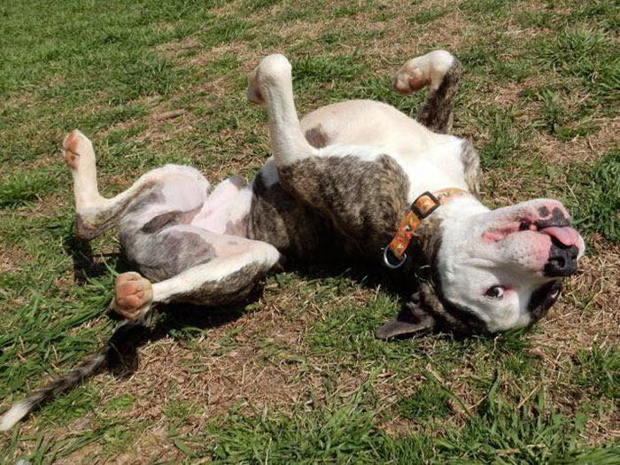 Here Is A "Vicious" American Pit Bull Terrier I Work With At The Humane Society I Volunteer At