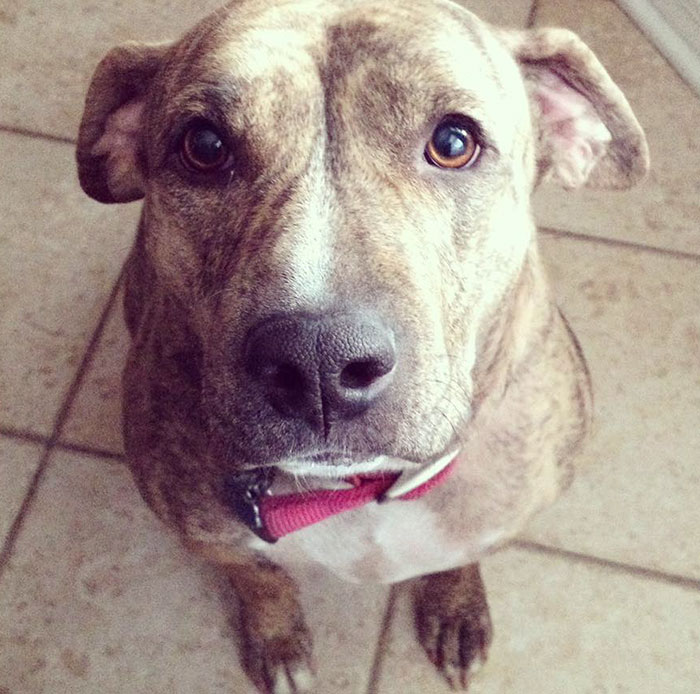 The Intense Eye Gaze Before The Vicious Attack Of Cuddles And Licks. Adopt Don't Shop.