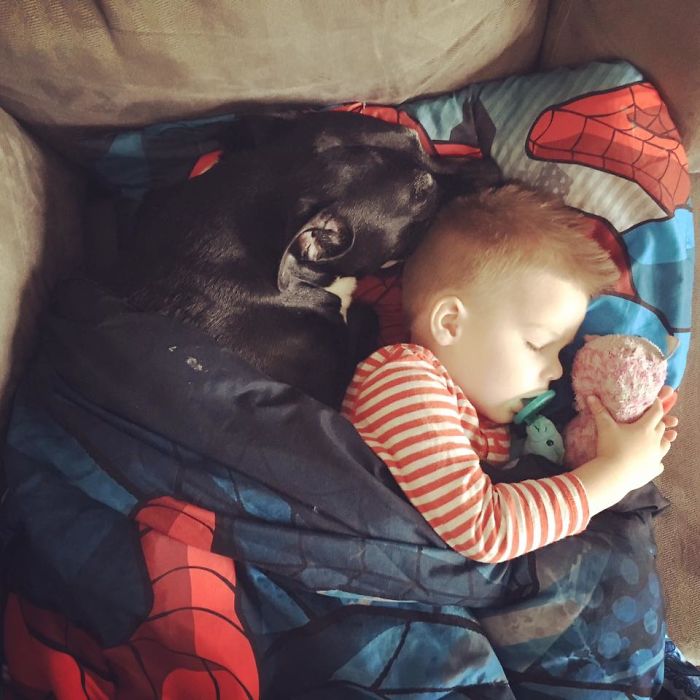 Vicious Pitbull Cuddling His #1 Boy After A Seizure. The Horror.