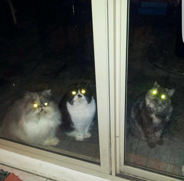 Village Of The Damned (cat Version)-- Be Very Afraid