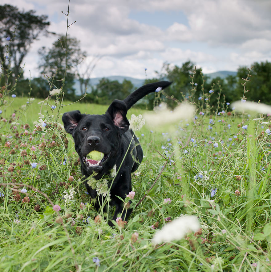 Dogs Romping And Enjoying Spring!