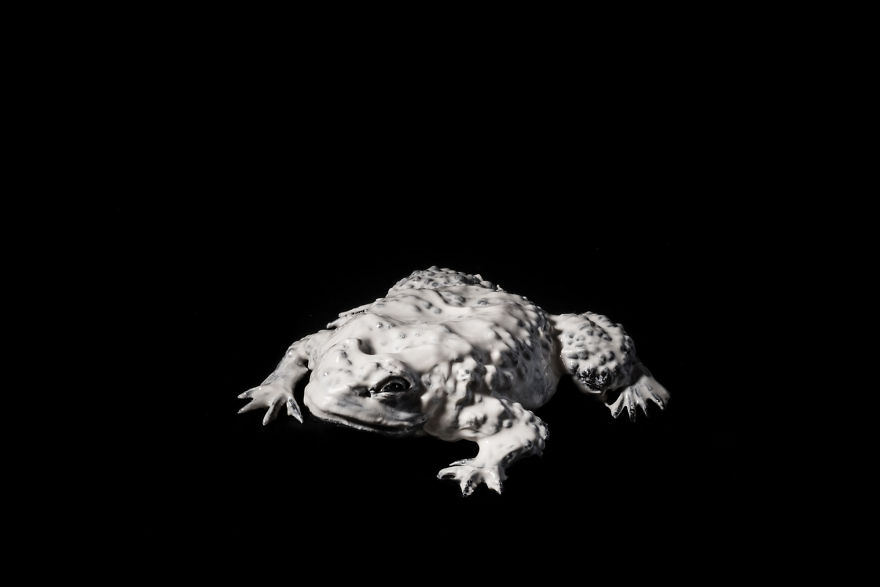 Andrea Foligni, Italy (Professional, Contemporary Issues)