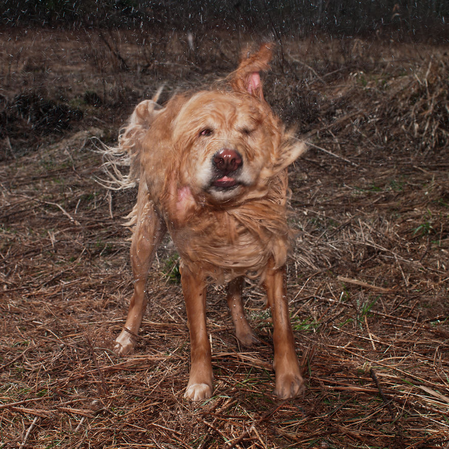 Dogs Romping And Enjoying Spring!