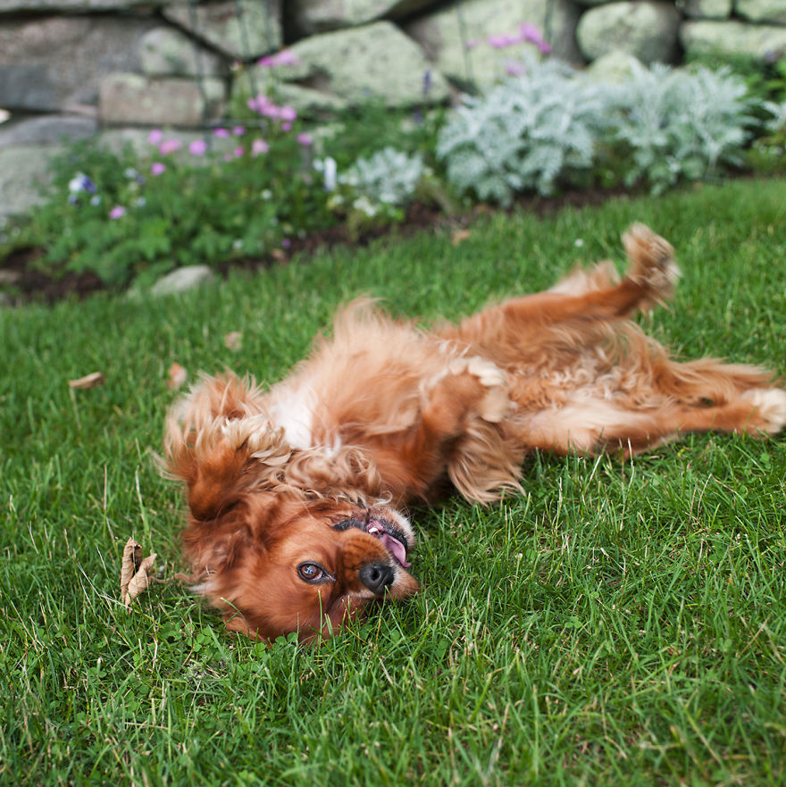 Dogs Romping And Enjoying Spring!
