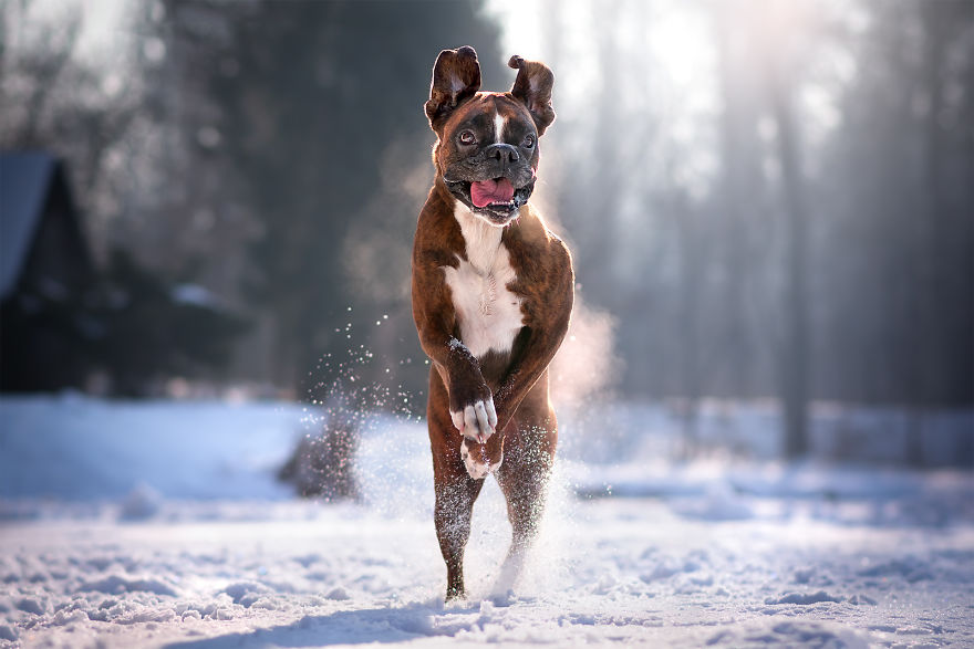 Meet Strawberry The Most Expressive Boxer Who Loves Hiking Meet Strawberry The Most Expressive Boxer Who Loves Hiking