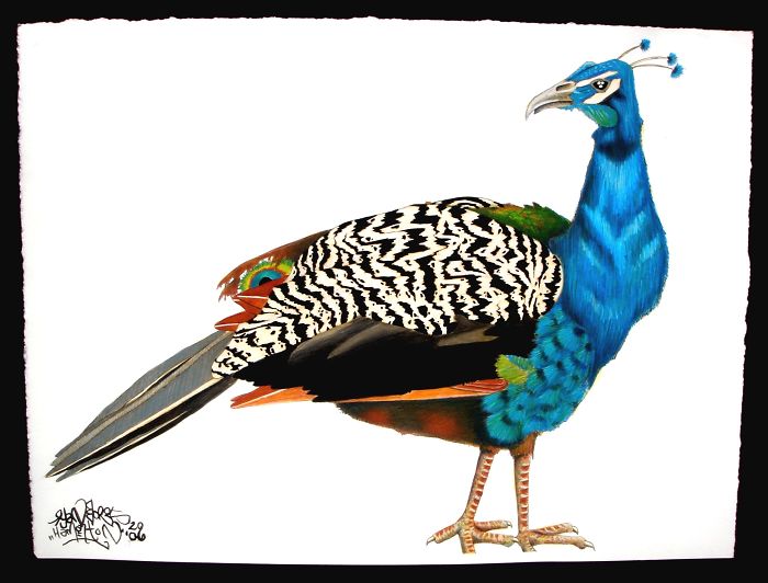 I Like To Draw Birds, Here Are Some Of My Favourites.