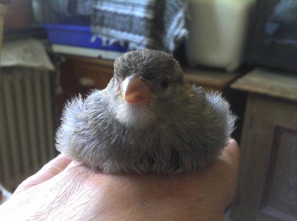 This Is Krümel, One Of My Tame Disabled Housesparrows. The Lady Loves To Relax After A Bath.