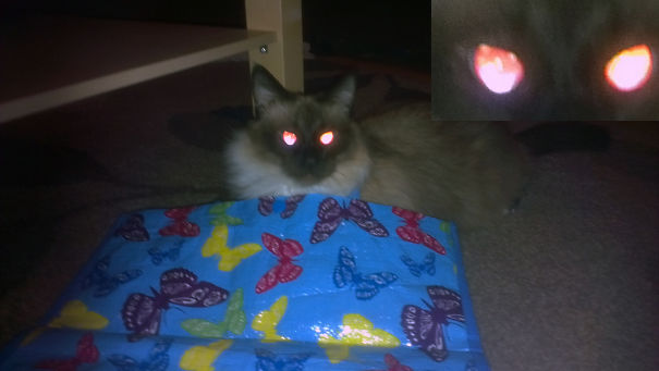 Butterflys And... What The...?