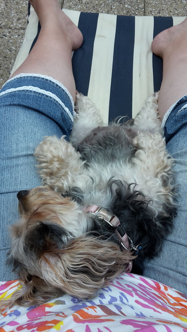 Doggie Melting On My Lap
