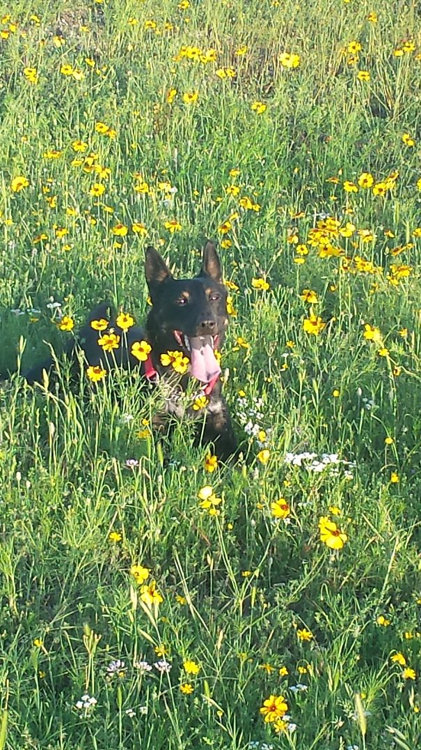 First Off Leash Walk