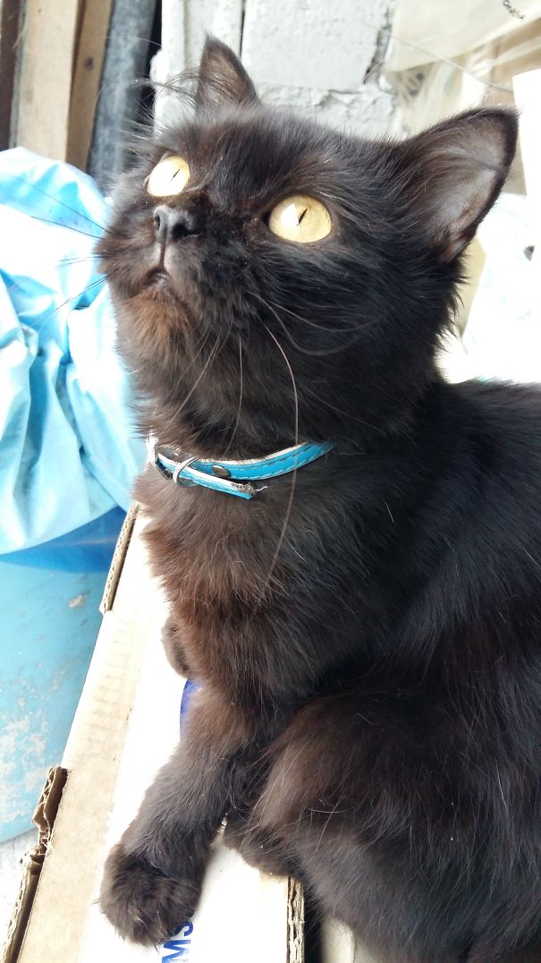 My Cat Toothless Saw Some Birds Flying On The Roof. 😂