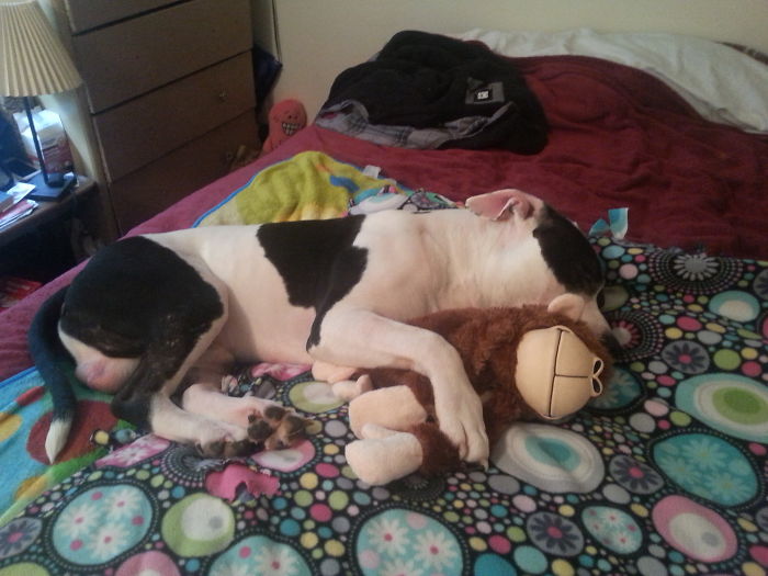 How Vicious He Is. Watch Out Stuffed Monkey!