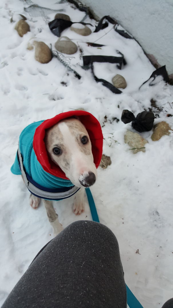 Whippet Puppy After His First Little Walk Outside In The Cold With A Hoodie Made Out Of Sweater Sleeve.
