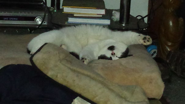 Tripp Melted In Summer Heat.