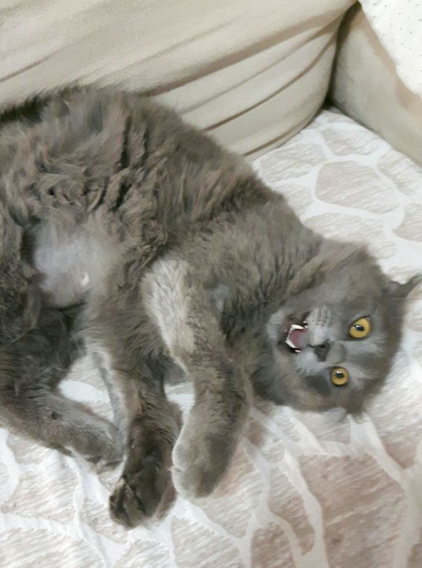 Sweet Cat Of Mine 😀