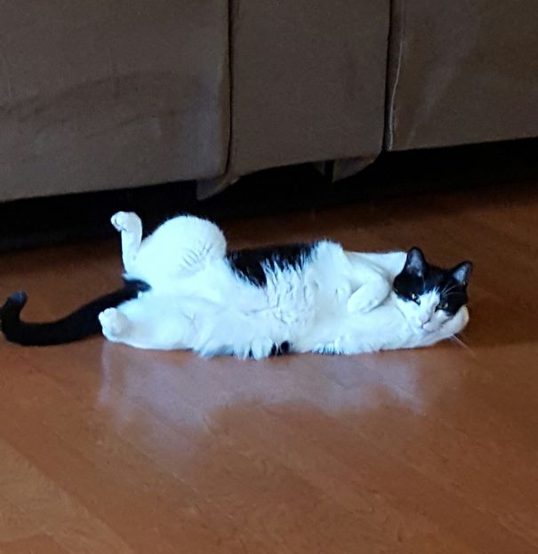 Evan's Too Sexy For The Heat