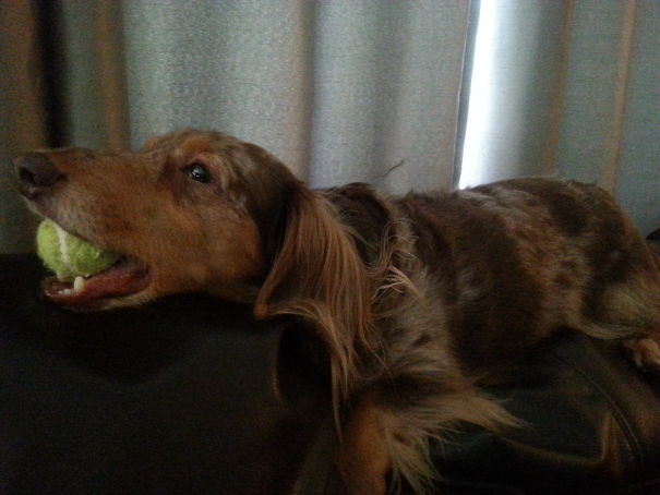 Opie Dylan Von Dribble Melts With His Favorite Ball