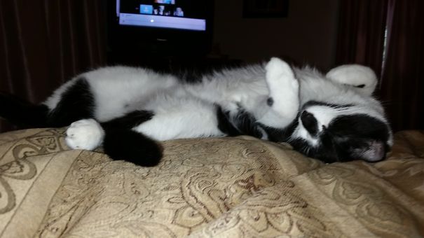 Oreo Cookie Melted Watching Tv