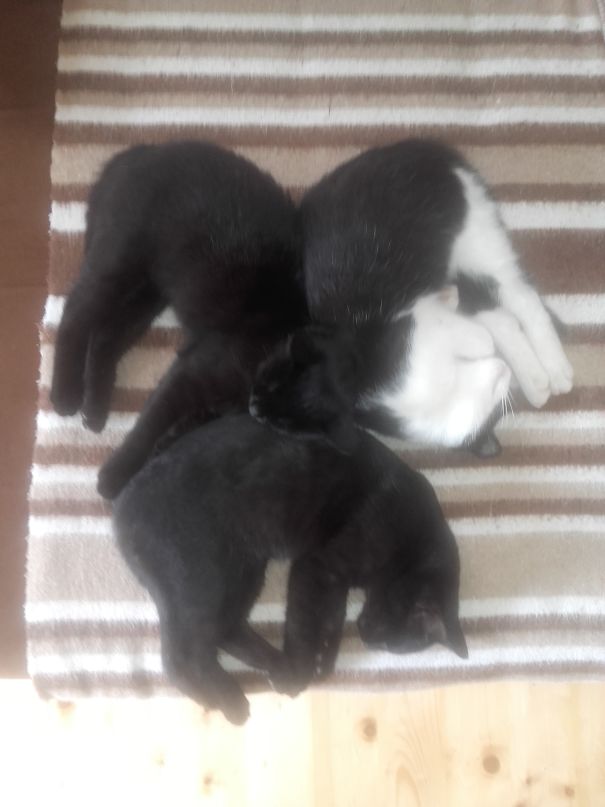 3 Brothers...always Together